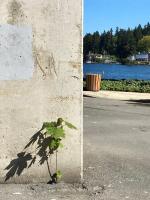 Tree growing in urban space next to concrete wall. 