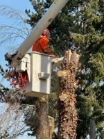 Professional tree removal service removing failed tree. 
